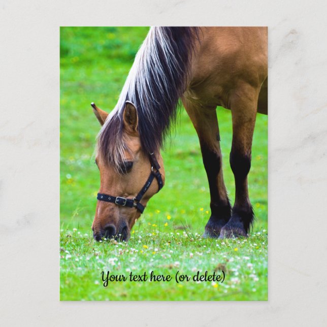 Norwegian Fjord Horse Postcard (Front)