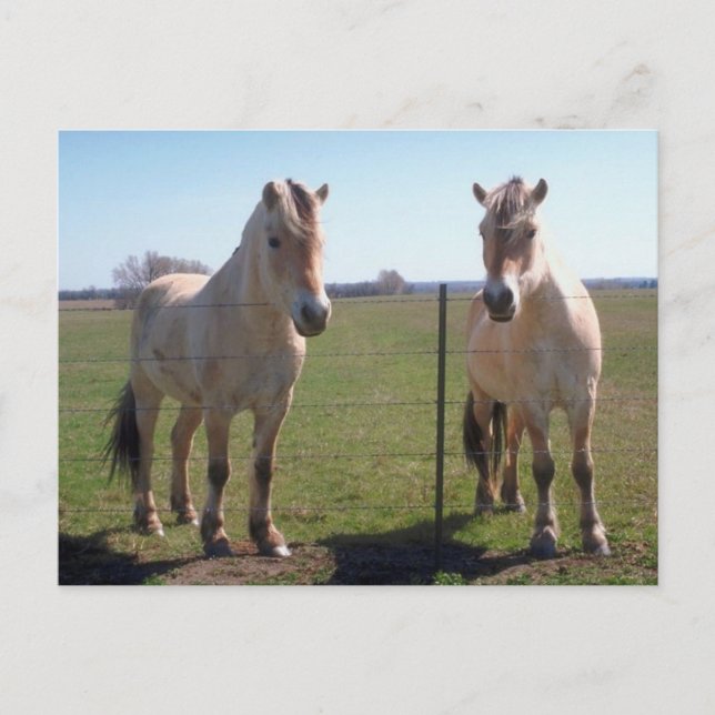 Norwegian Fjords Postcard (Front)