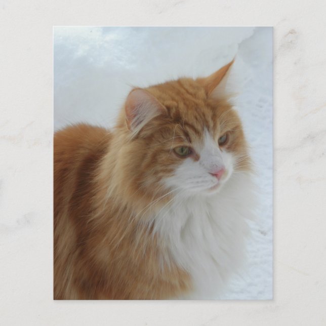 Norwegian_Forest_Cat (Front)