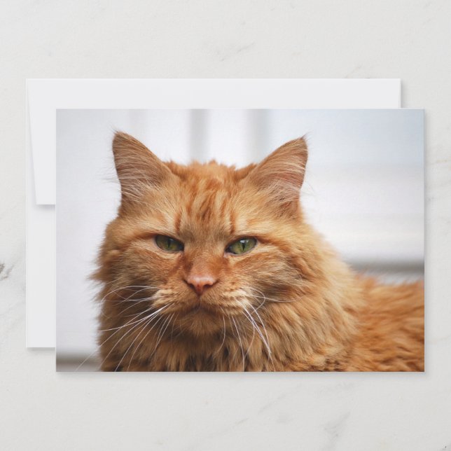 Norwegian Forest Cat (Front)