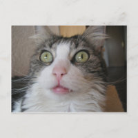 norwegian forest cat 2