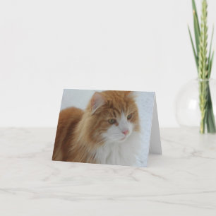 Norwegian_Forest_Cat Card