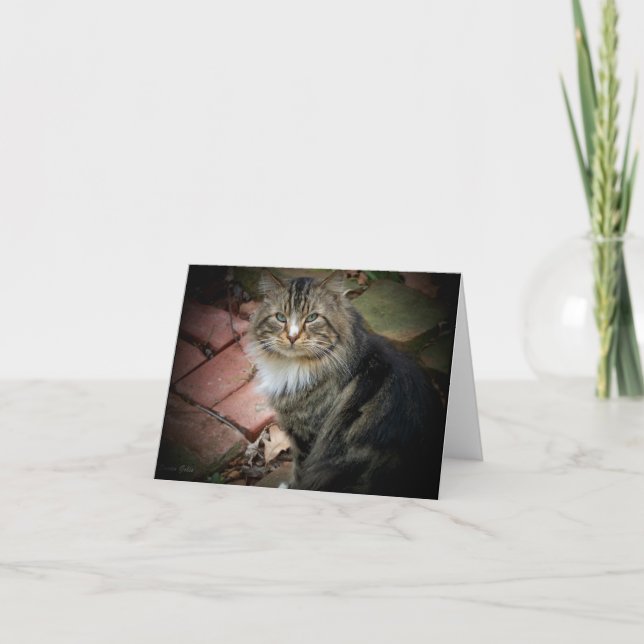 Norwegian Forest Cat Card (Front)