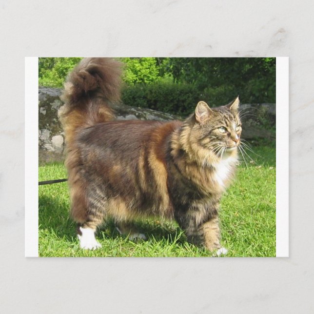 norwegian forest cat full.png postcard (Front)