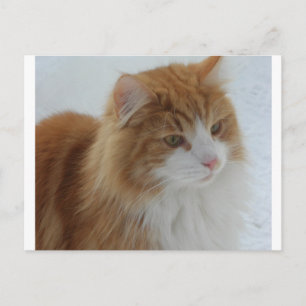 Norwegian_Forest_Cat Holiday Postcard