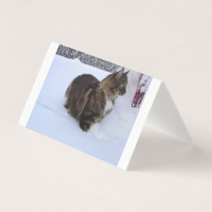 norwegian forest cat in snow