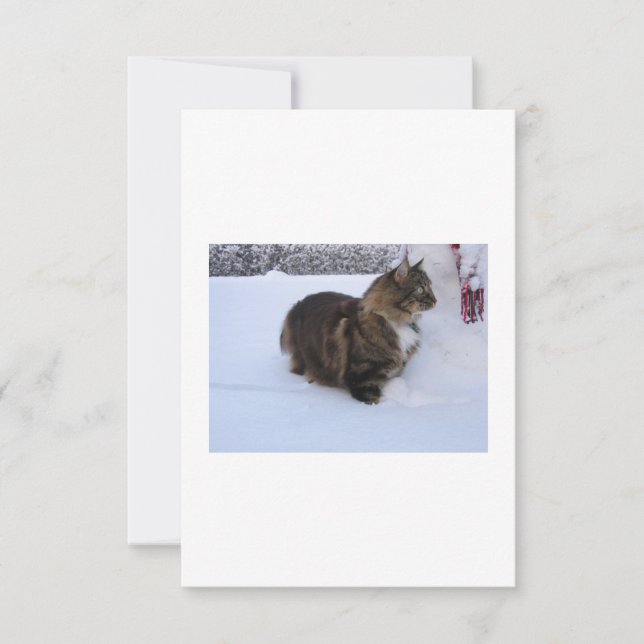 norwegian forest cat in snow card (Front)