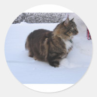 norwegian forest cat in snow