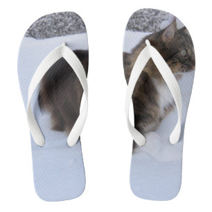 norwegian forest cat in snow jandals