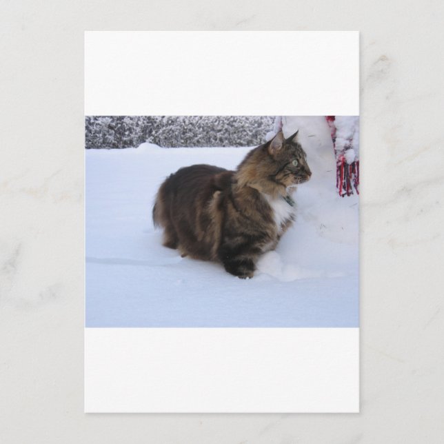 norwegian forest cat in snow menu (Front)