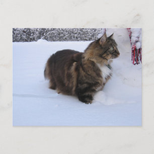 norwegian forest cat in snow postcard