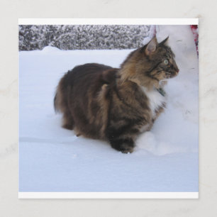 norwegian forest cat in snow programme