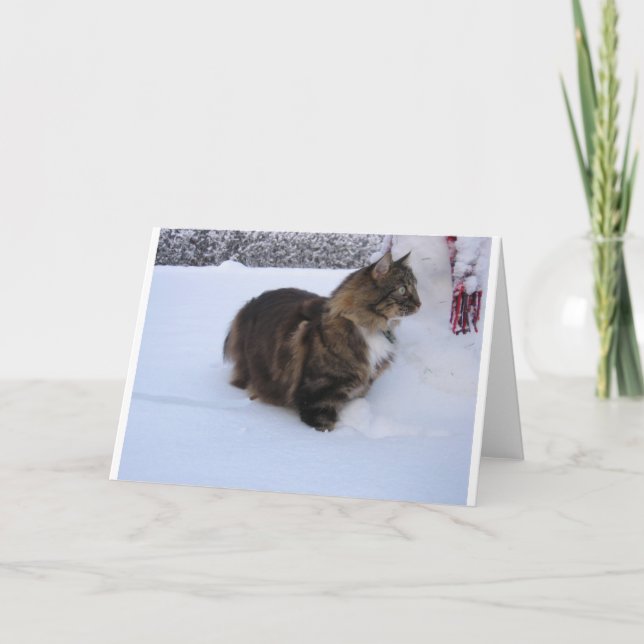 norwegian forest cat in snow programme (Front)