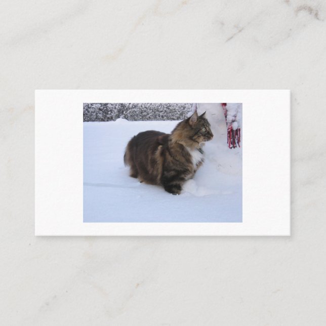 norwegian forest cat in snow referral card (Front)