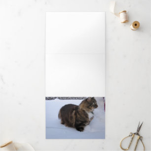 norwegian forest cat in snow Tri-Fold programme