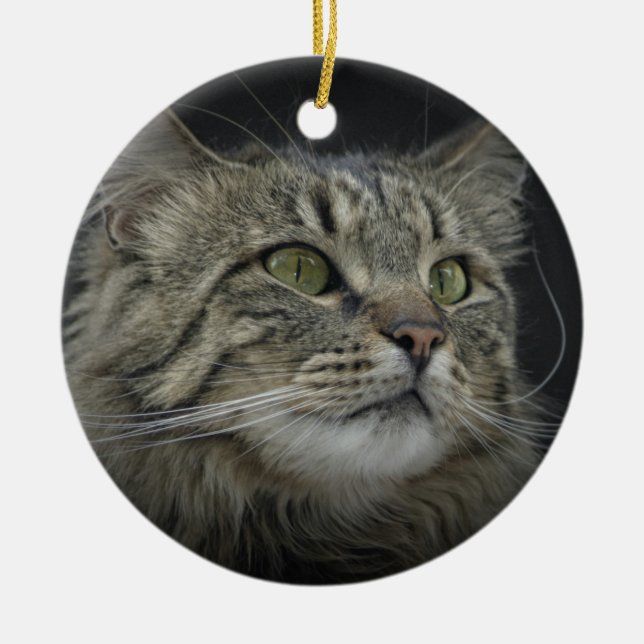Norwegian Forest cat portrait Ceramic Tree Decoration (Front)