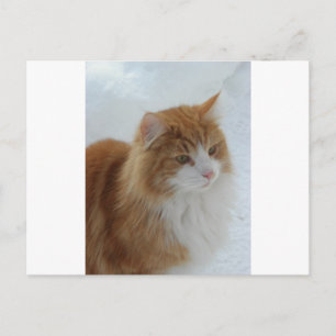 Norwegian_Forest_Cat Postcard
