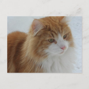 Norwegian_Forest_Cat Postcard