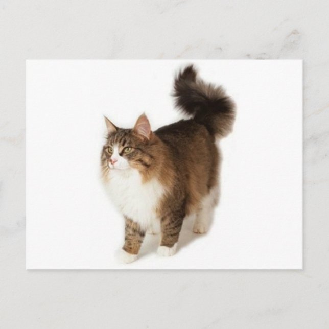 Norwegian Forest Cat Postcard (Front)