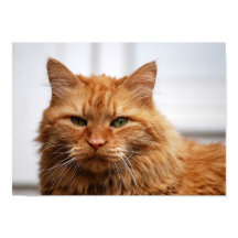 Norwegian Forest Cat Poster