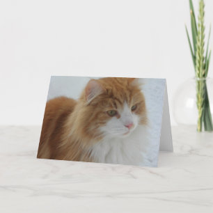 Norwegian_Forest_Cat Programme