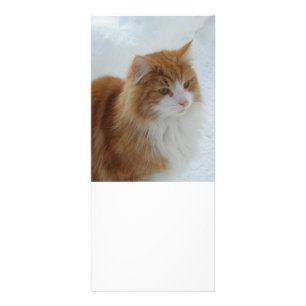 Norwegian_Forest_Cat Rack Card