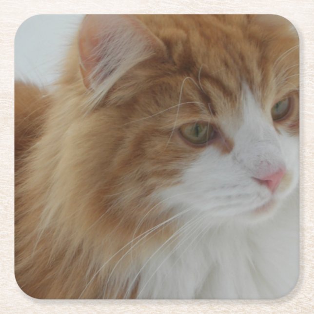Norwegian_Forest_Cat Square Paper Coaster (Front)