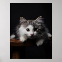 Norwegian Forest Kitten