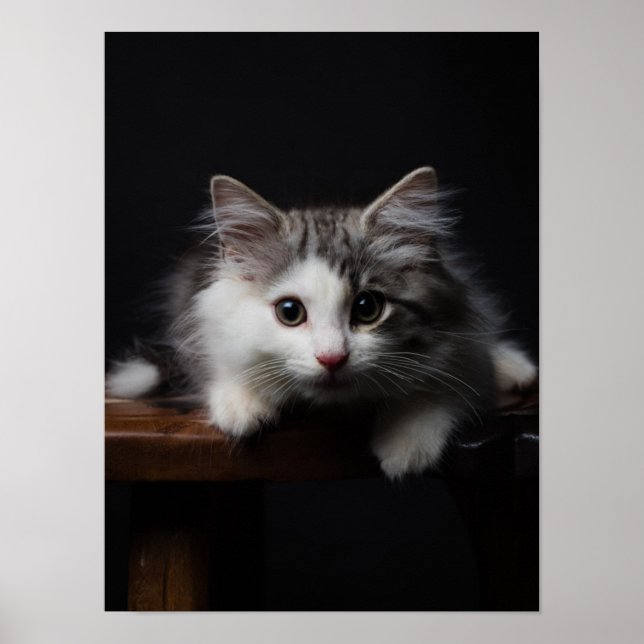 Norwegian Forest Kitten Poster (Front)