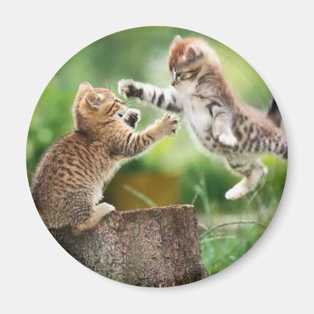 Norwegian Forest kittens Magnet (Front)