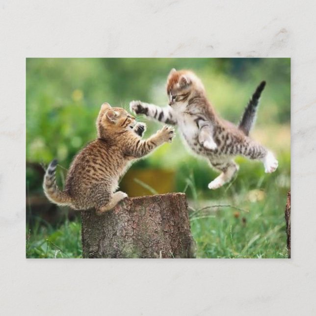 Norwegian Forest kittens Postcard (Front)