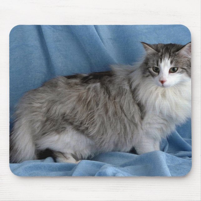 Norwegian Forest, silver, tabby and white Mouse Pad (Front)