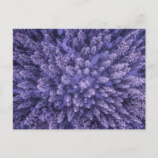 Norwegian Snow Forest Postcard (Front)