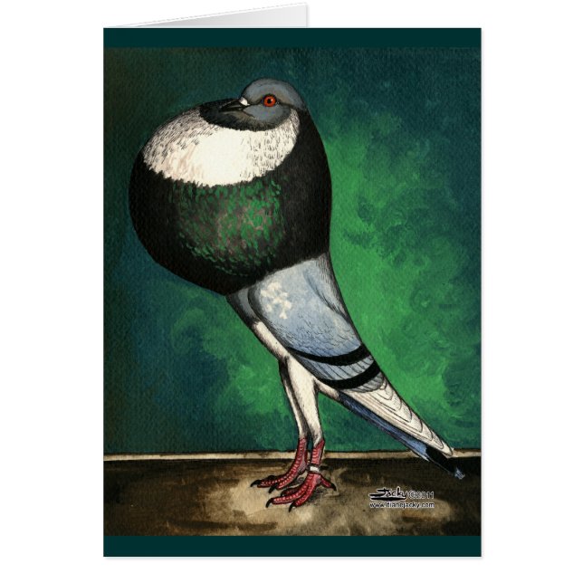 Norwich Cropper Blue Pied (Front)