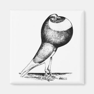 Norwich Cropper Pigeon 1980 Magnet