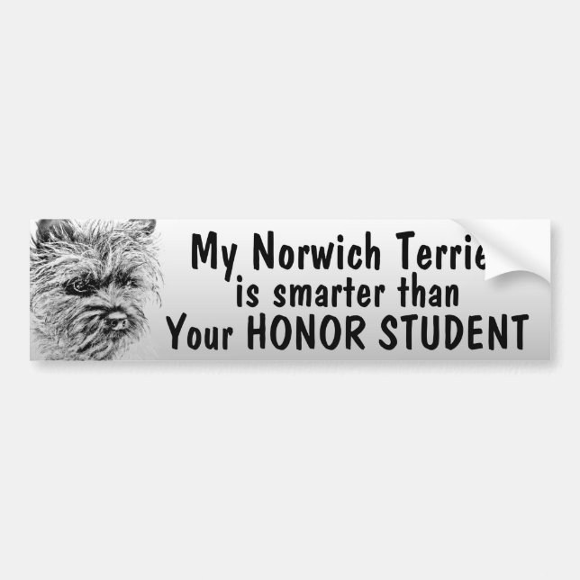 Norwich Terrier is smarter than student - funny Bumper Sticker (Front)