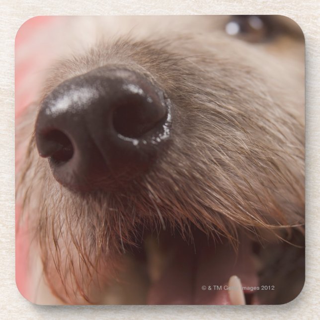 Nose of dog coaster (Front)