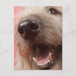 Nose of dog postcard