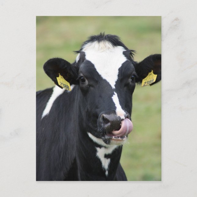 Nose picking holstein cow postcard (Front)