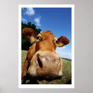 Nosey Cow Fine Art Print Humourous Farm Animal