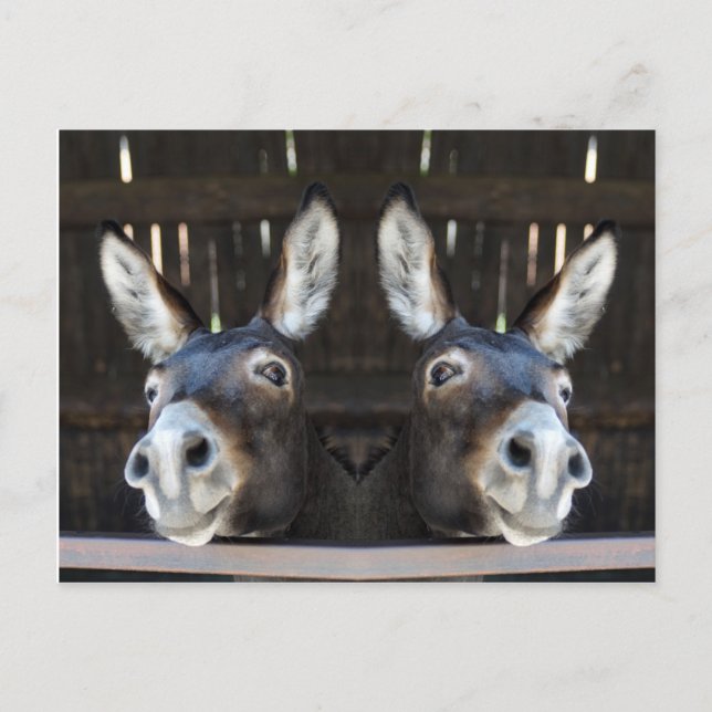 Nosey donkey mirrored postcard (Front)