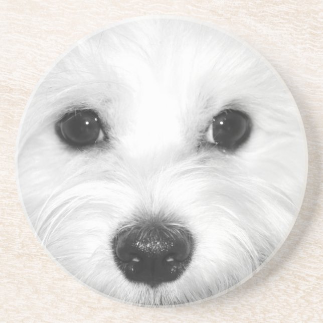 Nosey Maltese Discover the World Through His Nose Coaster (Front)