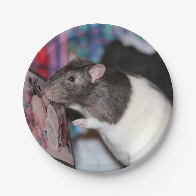 Nosey Paper Plate (Front)