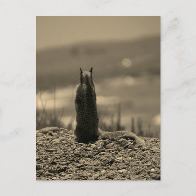 Nosferatu Squirrel Postcard (Front)