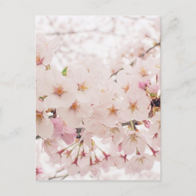 nostalgic sakura postcard (Front)