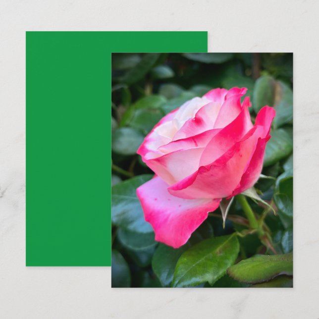 Nostalgie Rose Nostalgia Card (Front/Back)