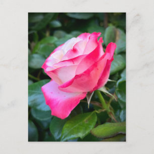 Nostalgie Rose Nostalgia Postcard