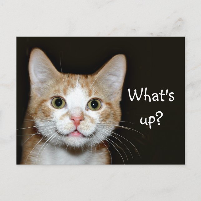 Nosy cat postcard (Front)