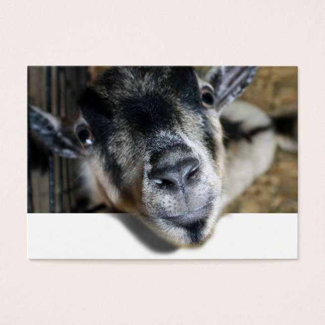 Nosy Goat Looking Out (Front)