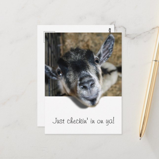 Nosy Goat Looking Out Postcard (Front/Back In Situ)